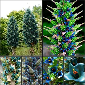 20 Spectacular Very Rare Sapphire Tower Plant Seeds NON-GMO