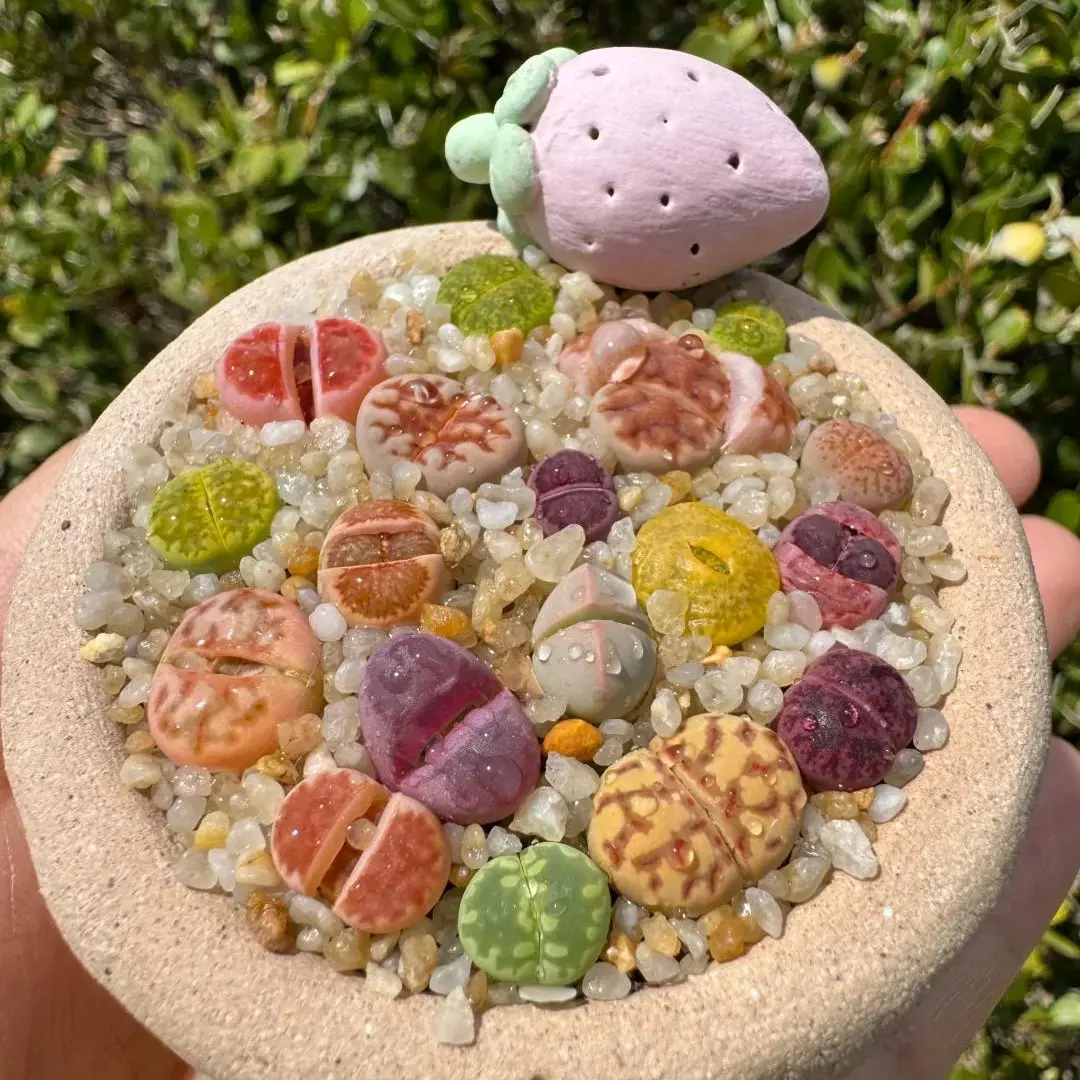 Viral 10pcs Lithops Succulents (0.6–0.8 inch) – Colorful Live Bare Root Plants | Easy-Care Aesthetic Plant Gift & Home Decor