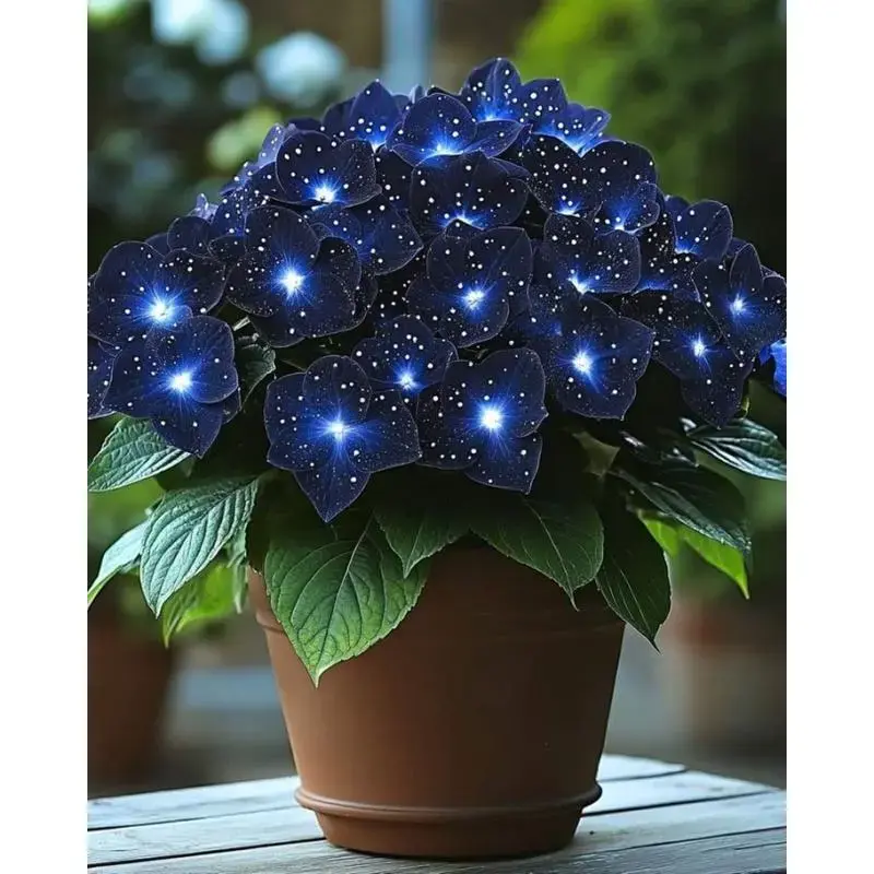 Hosta Seeds (200 Seeds) - All-Seasons Perennial Shade-Loving & Partial Sun Plants, Easy to Grow, Low Maintenance, for Home Gardens, Garden Borders, Outdoor Decor