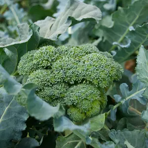 Broccoli Marathon | Two Live Plants | Non-GMO | High Yield, Cold-Tolerant, Disease Resistant