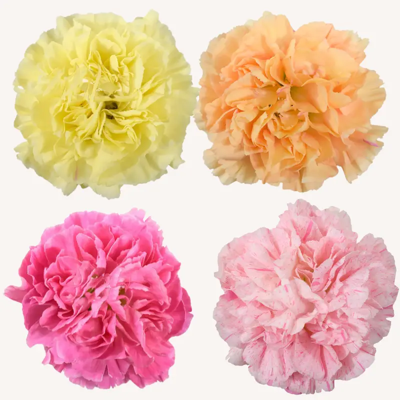 Carnation Minami Assorted Spring 150 Stems Fresh Carnation 70cm ideal for Bouquets and Centerpieces Home Decor Vibrant Blooms for Celebrations
