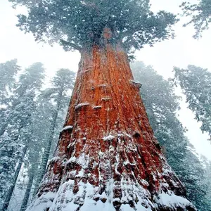California Coast Redwood Seeds Giant Sequoia Bonsai "TALLEST TREE in the WORLD!"