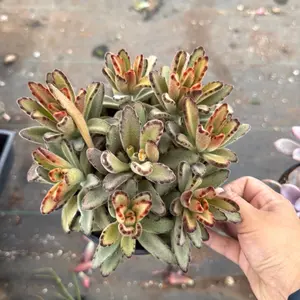 Kalanchoe tomentosa Panda Plant Chocalate soldier succulent 6 inch pot