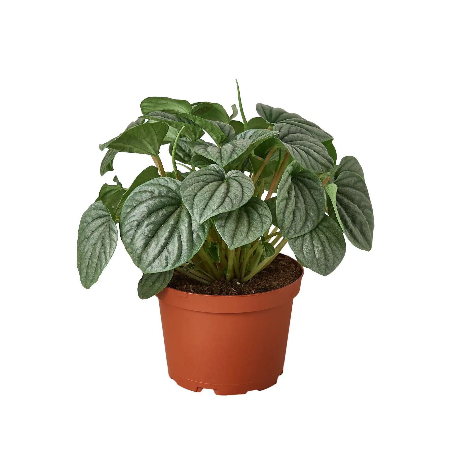 Peperomia Frost (Peperomia griseoargentea)