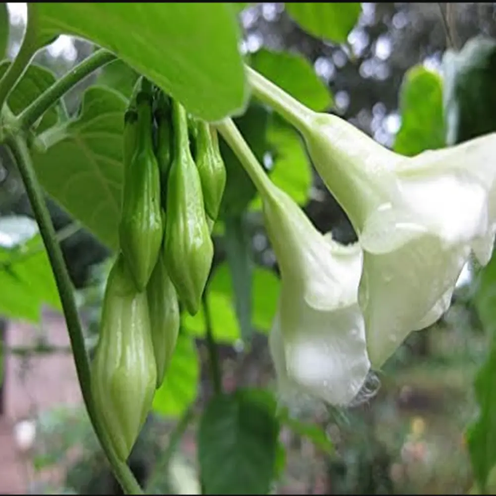 20 Seeds Loroco Plant Seeds Fernaldia Pandurata Seeds