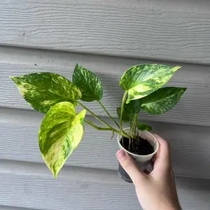 Golden Pothos Starter Plant | Live Plant