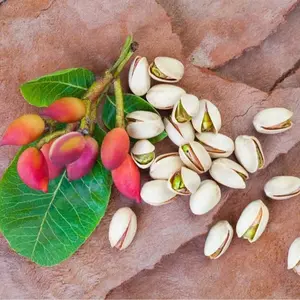 10 Pistachio Nut Tree Seeds for Planting - Pistacia vera
