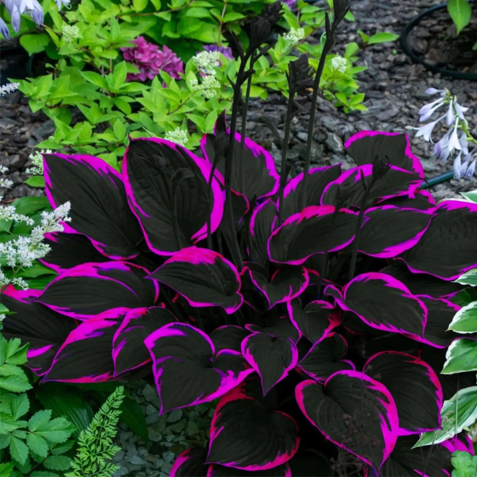 300 high-quality hosta seeds  . guaranteed viable with no bad seeds. A perennial shade plant, perfect for gardens and yards. Made in the USA |   Non-GMO |
