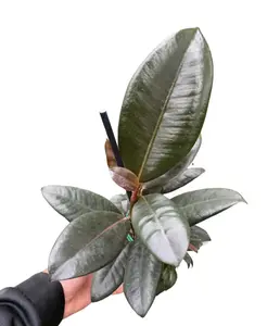 4" Ficus Burgundy – Rubber Tree Plant - Live Plant