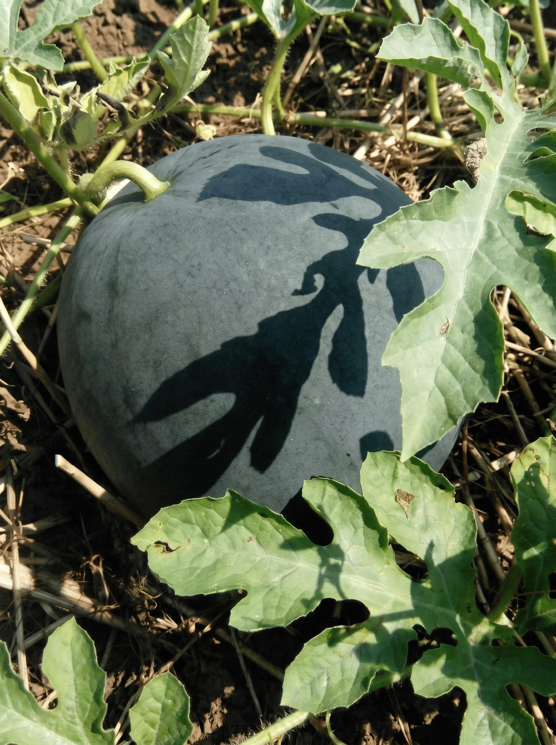 High-Yield Seedless Black Watermelon Seeds Heat Tolerant Uniform Size Crisp Sweet Deep Red Flesh Ideal for Warmer Climates Gardening