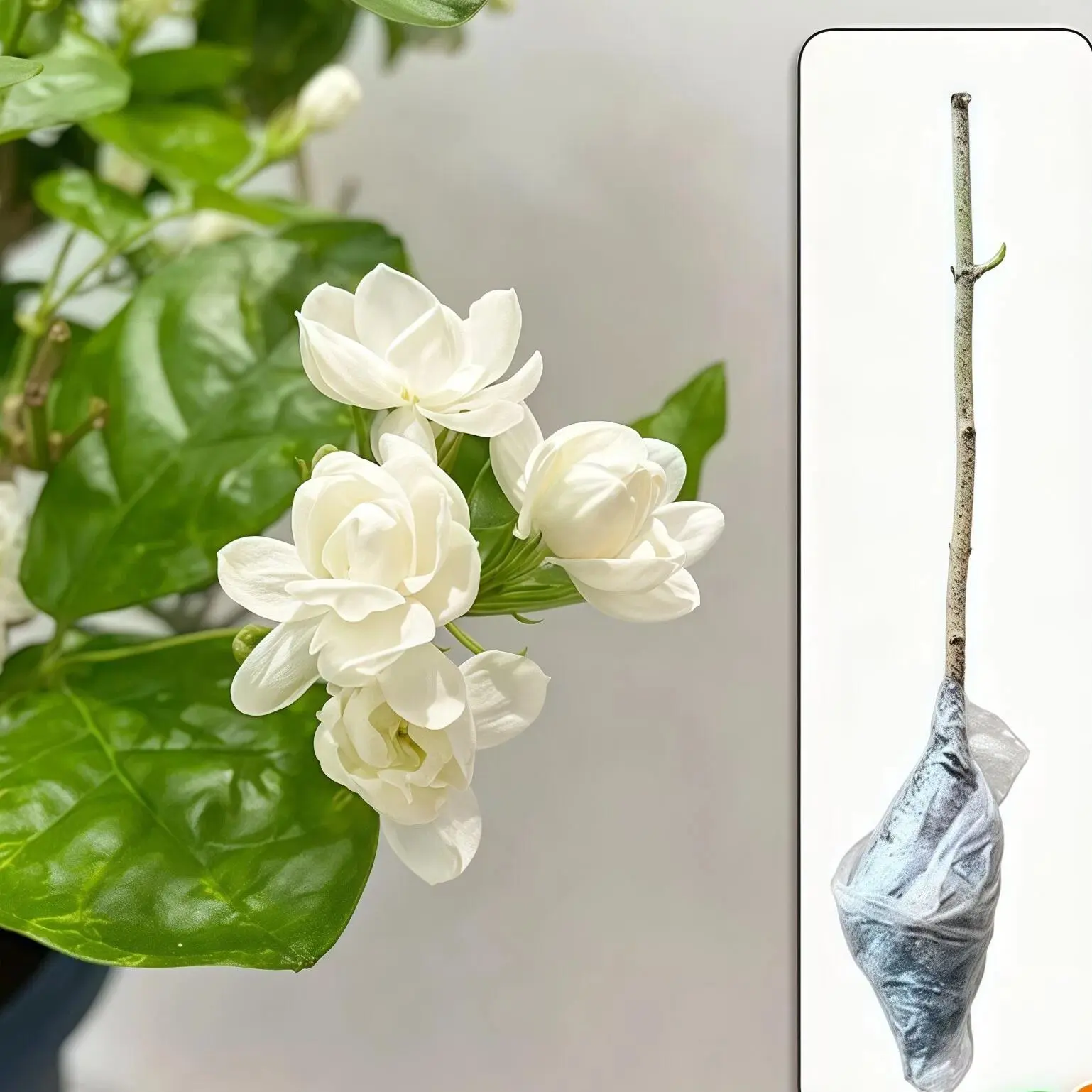 Double-Flowered Jasmine Bare Root Plant – Fragrant White Blooms for Indoor & Outdoor Potted Gardening, Attracts Bees & Butterflies, Ideal for Windowsills, Patios, and Garden Landscaping