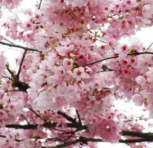 Light Pink Cherry Blossom Tree Plants, 8 to 10 Inch Tall Live Cherry Blossom Plant, Perennial Pink Cherry Blossom Tree Plant, Live Cherry Flower Plant in Pot