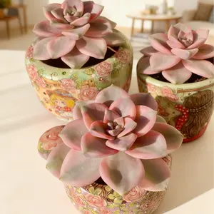 Graptopetalum Snow White Variegated  Purple Live Succulent – Real Plant with Rich Color | Easy Care & Perfect for Home Decor