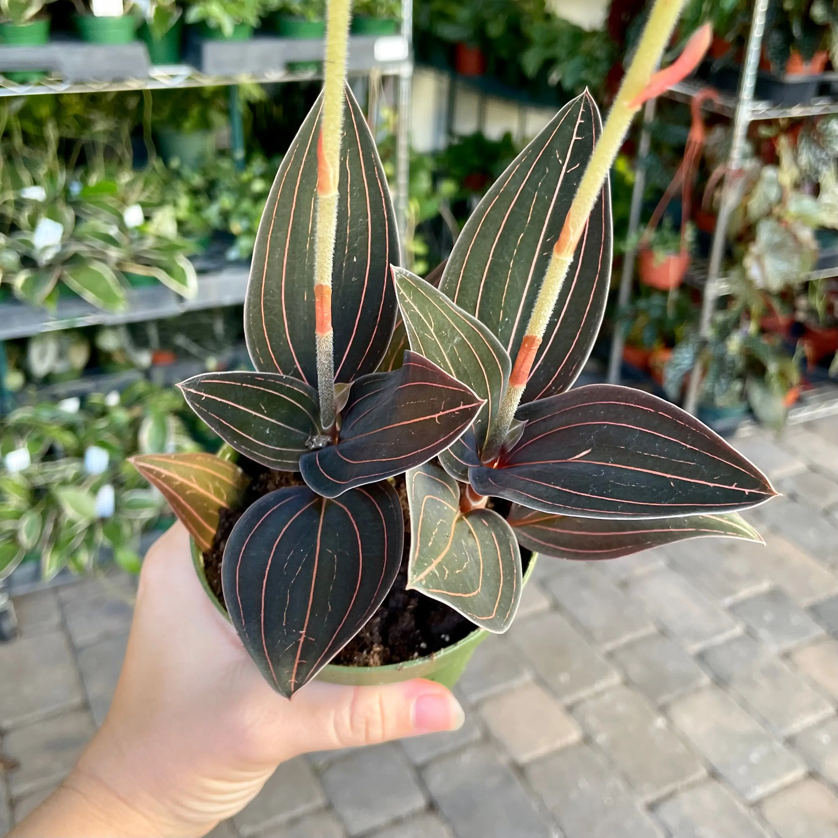 Ludisia Discolor Jewel Orchid (no blooms) - 4" pot