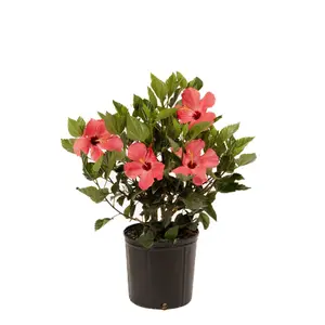 Hibiscus Bush Painted Lady