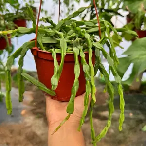 Rhipsalis Paradoxa 6 inch pot Plant
