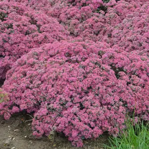 Rock 'N Grow® Popstar Stonecrop Sedum