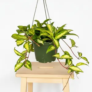 6" Hoya Krimson Princess, Pet Friendly Live Houseplant, Indoor Plant