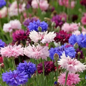 100 PCS Cornflower Seeds for Planting Outdoors, Bachelor’s Button Seeds, Fast Growing Annual Wildflowers, Ideal for Backyard Garden, High Germination, Seeds Only Not Plant