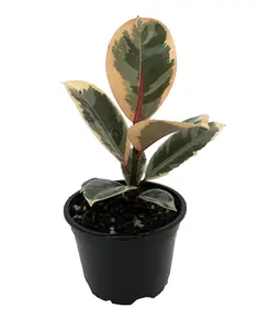 Tineke Rubber Tree Plant - Ficus - NEW yet very OLD! - 4" Pot
