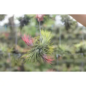 Tillandsia Ionantha Rubra Hanging Clusters with Hook for Hanging
