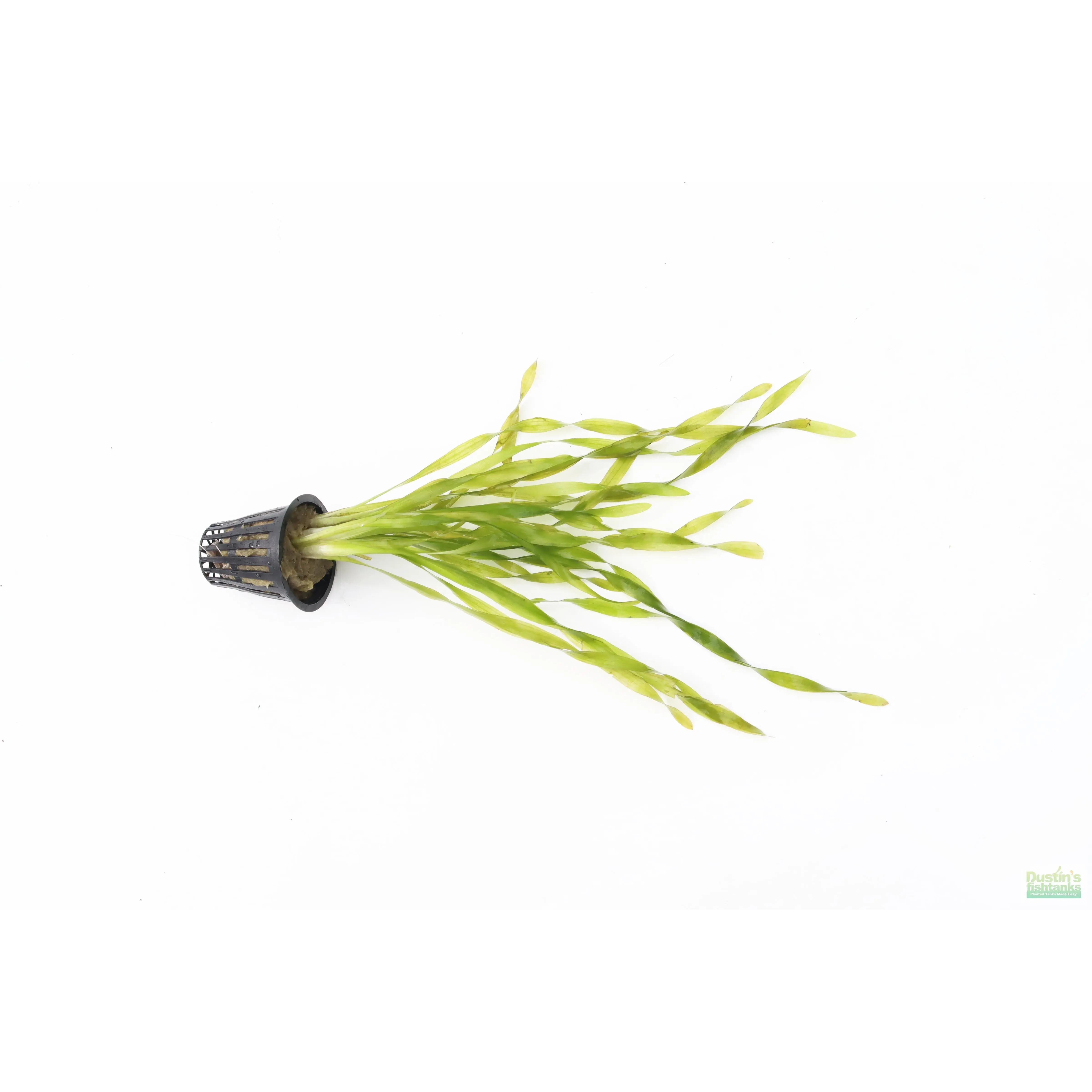 Vallisneria Asiatica Biwaensis