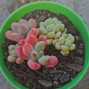 review image 2