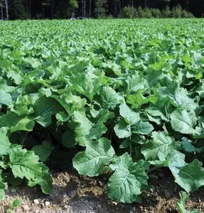 1000+Brassica Trophy feed rapeseed seeds, used for planting seeds in grain areas and covering crop pellets