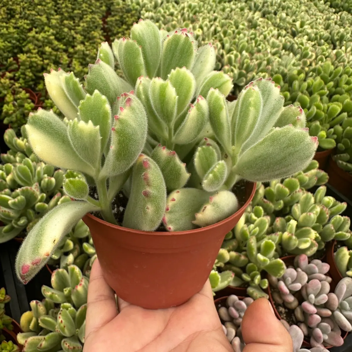 variegated bear paw plant succulent 4 inch pot