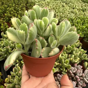 variegated bear paw plant succulent 4 inch pot