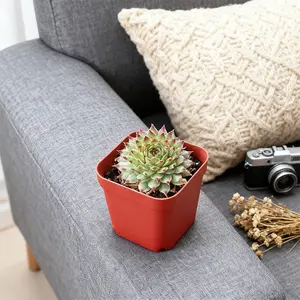 Sempervivum Calcareum Succulent - Rare Grey Green Rosette with Purple Tips - Cold Hardy Hen and Chicks for Garden