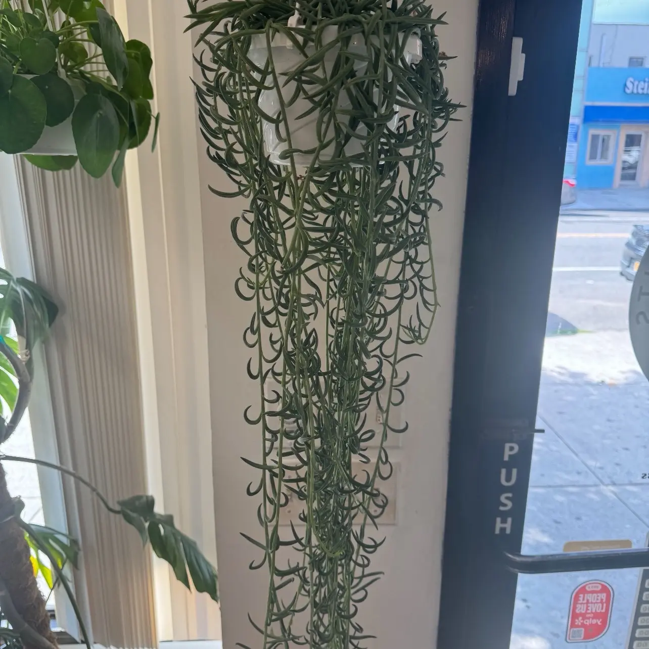 String of Dolphins 6” Hanging Basket - Unique Trailing Succulent with Dolphin-Shaped Leaves for Indoor Decor & Low-Maintenance Care - Decorative