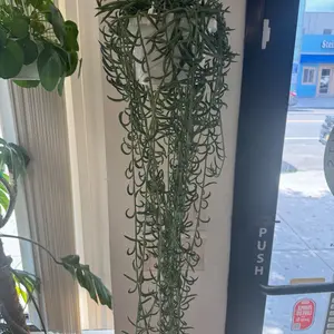 String of Fish Hooks 6” Hanging Basket – Gorgeous Live Plant for Low-Maintenance Indoor Spaces