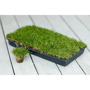 El Toro Zoysia Plugs