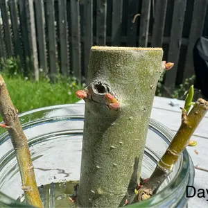 Live Dwarf Australian Weeping Willow Bonsai Tree Cutting - Fast Growing, Indoor/Outdoor Bonsai Material