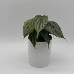 Philodendron Brandi 4" Pot House Plant - Vibrant Tropical Leaf Pattern for Home Decor & Beginner-Friendly Indoor Gardening