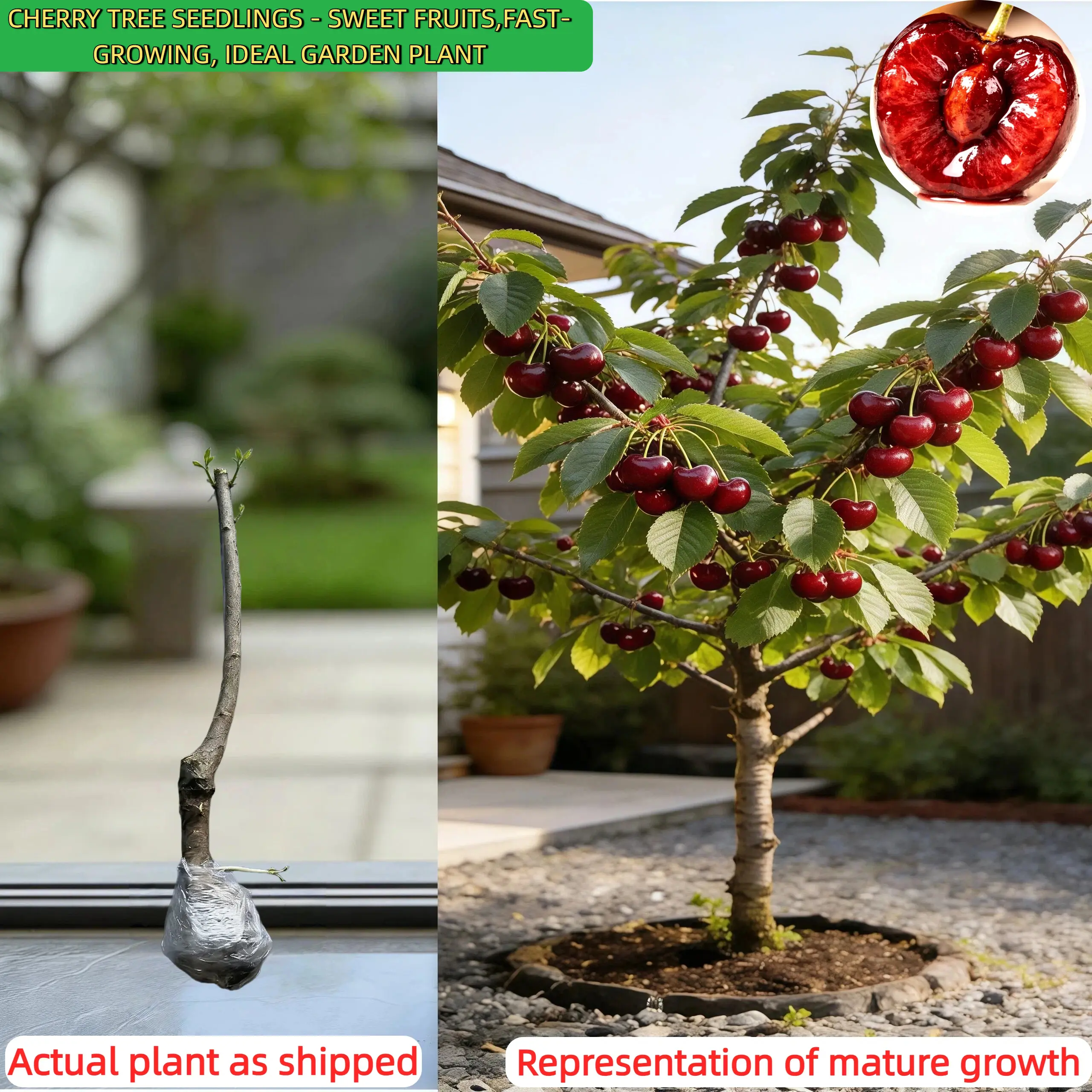 Dwarf Cherry Tree – Non-GMO, 4–5 Years Old, Bare Root, Healthy Root System, for Patio, Balcony & Garden