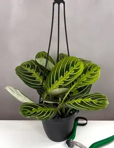 Maranta Lemon Lime