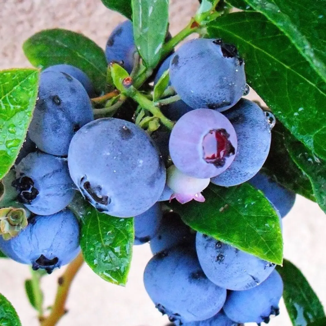 Emerald Blueberry Starter Plant