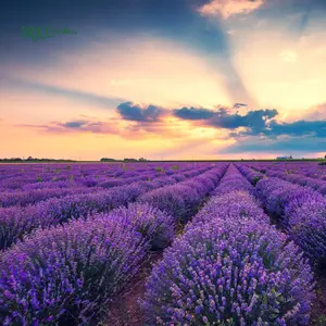Lavender Seeds for Planting, Purple Perennial Heirloom 200 Seeds