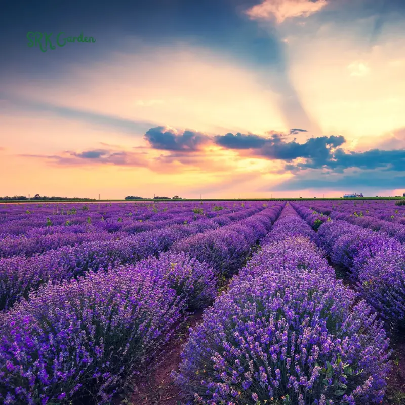 Lavender Seeds for Planting, Purple Perennial Heirloom 200 Seeds