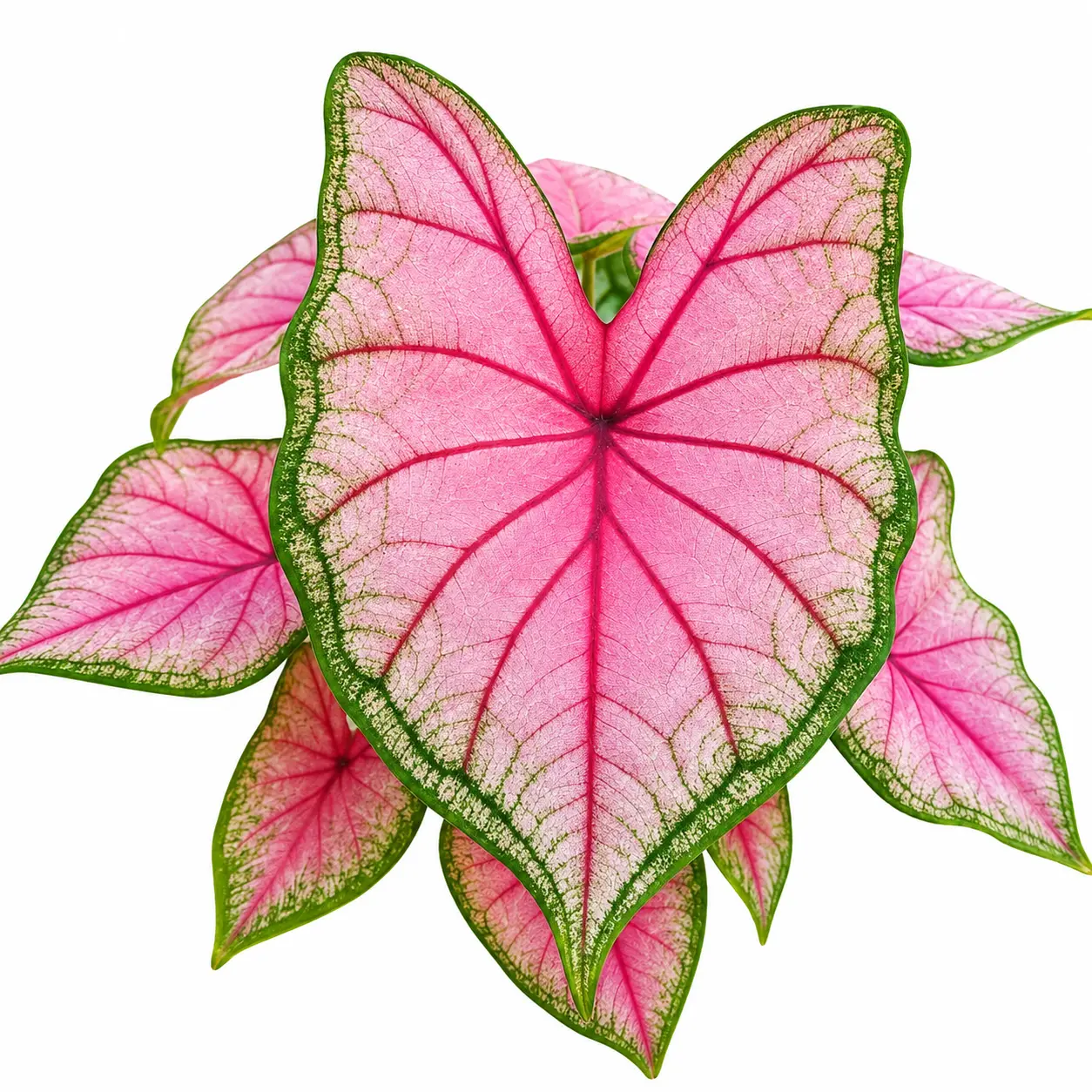Pink Princess Caladium Bulbs – Fancy Heart-Shaped Pink Foliage – Tropical Shade Garden Perennial – Colorful Elephant Ear for Containers & Landscapes