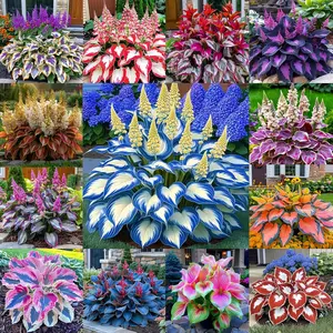 700pcs Mixed Hosta Seeds – Colorful Perennial Plants for Indoor & Outdoor Shade Gardens, Non-GMO, Low Maintenance, Easy to Grow