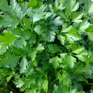 Plain Single Parsley Organic Seeds (Petroselinum crispum) Classic flat-leaf parsley with rich flavor. Ideal for cooking, garnishes, and herb gardens. Grows well in pots or beds
