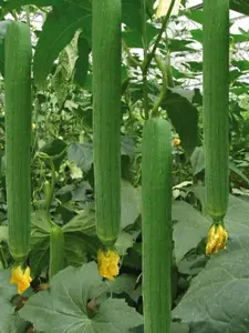 30 Mixed Luffa Gourd Smooth Loofah and Angled Luffa Gourd Seeds Heirloom Vegetable Seeds