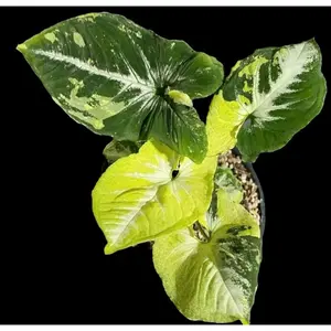 Syngonium Scrambled Eggs