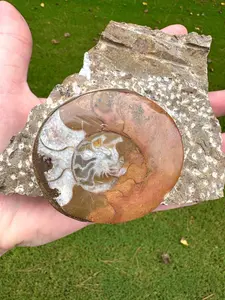 Polished Ammonite on Fossil Rock