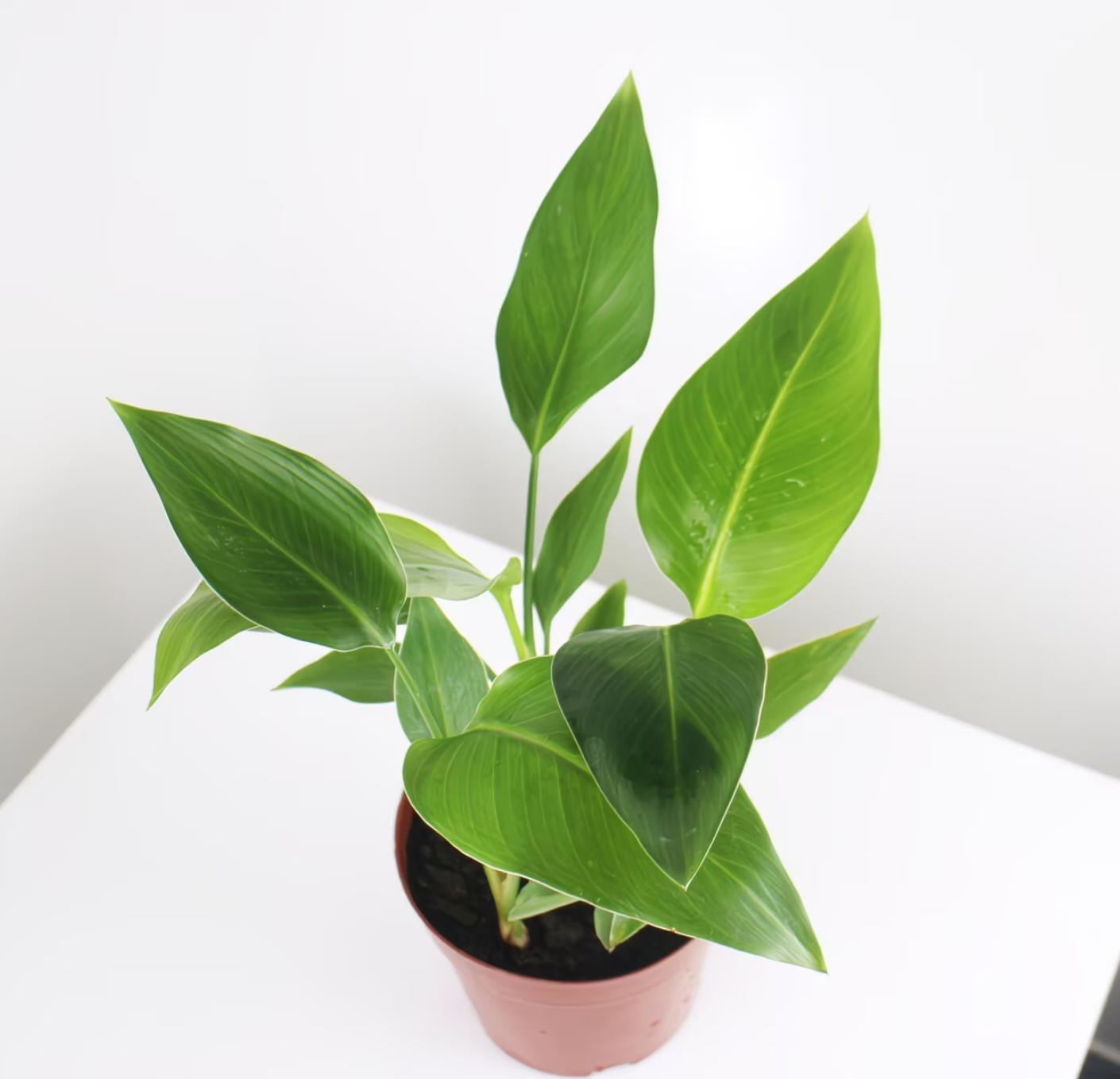 RZ-16   Bird of Paradise  4 Inch Live Plant | Strelitzia Nicolai | Indoor Tropical Houseplant | Large Green Foliage | Easy Care Air Purifying Plant | Home Decor