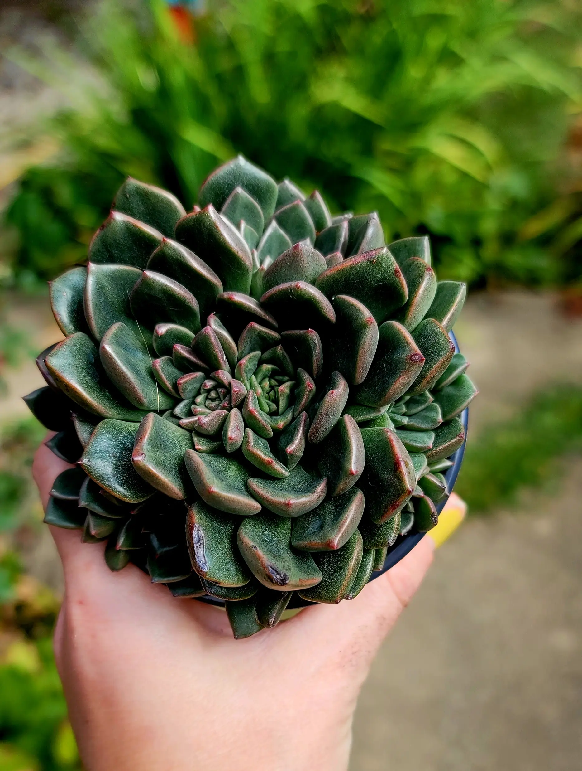 Graptopetalum Bellum "Vega" in 4 inch pot live succulent plant