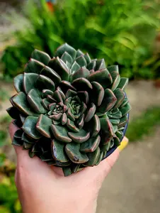 Graptopetalum Bellum "Vega" in 4 inch pot live succulent plant